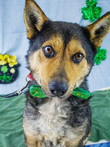 Pedro — thumbnail 3