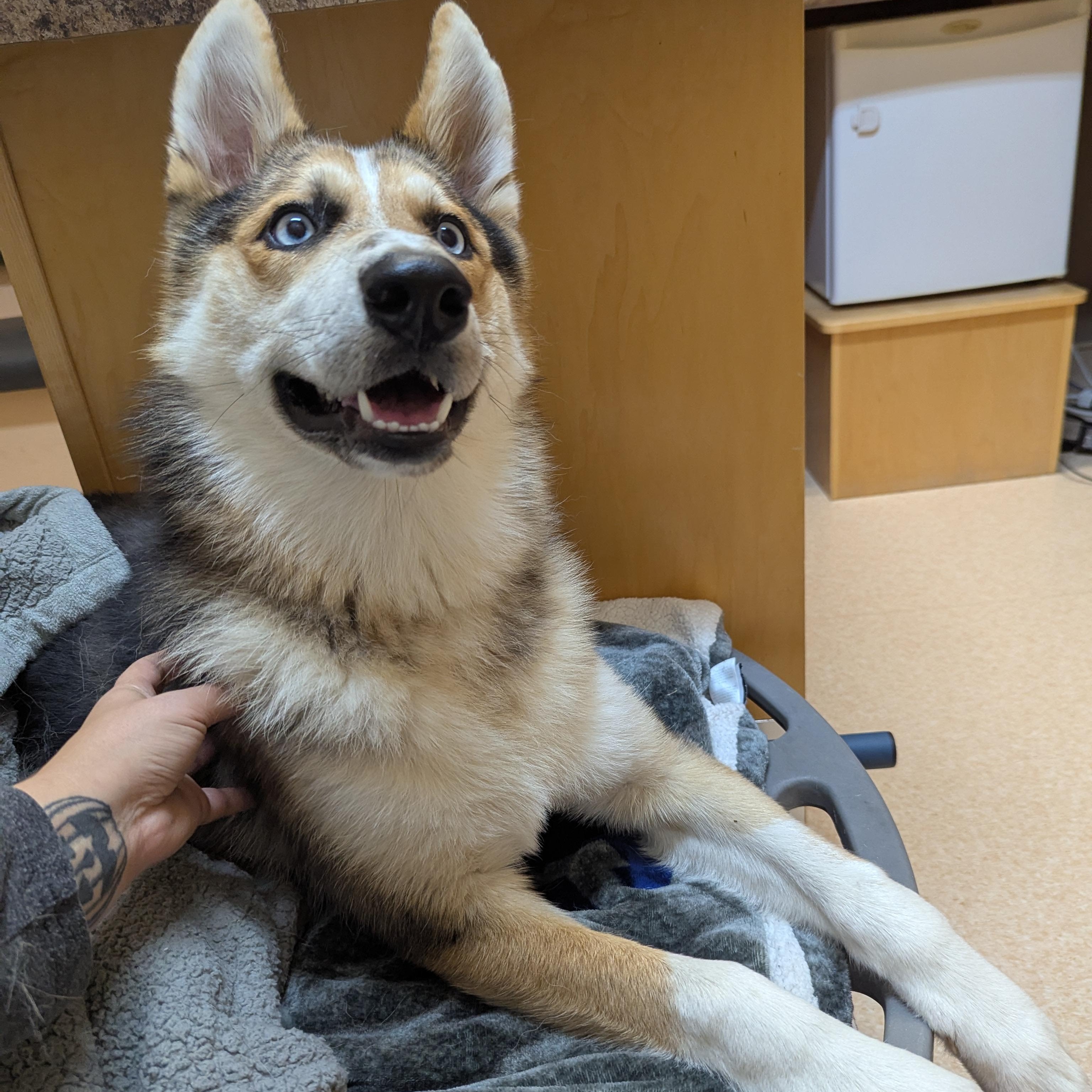 Letty, an adoptable Husky in Morden, MB, R6M 1Y4 | Photo Image 2