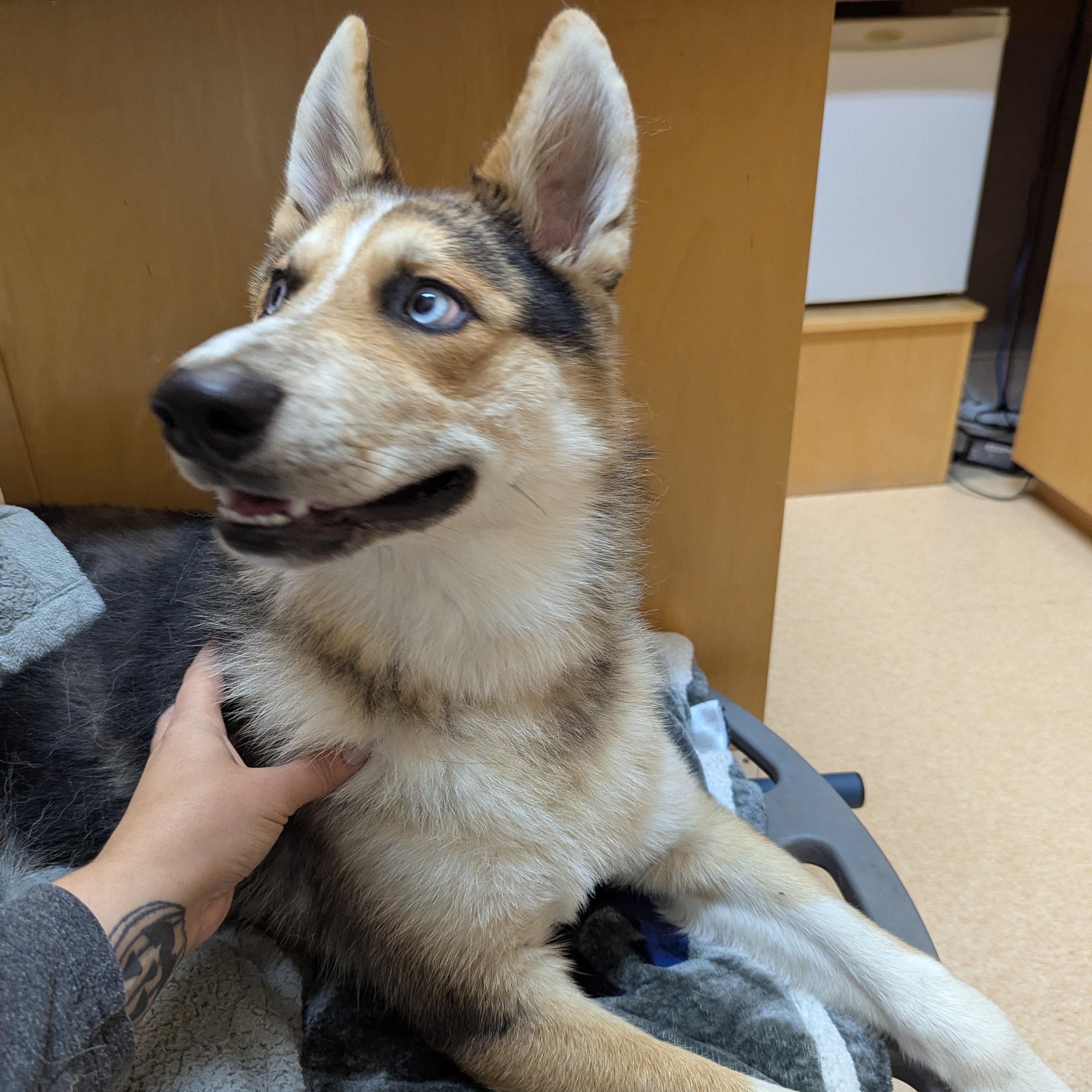 Letty, an adoptable Husky in Morden, MB, R6M 1Y4 | Photo Image 3
