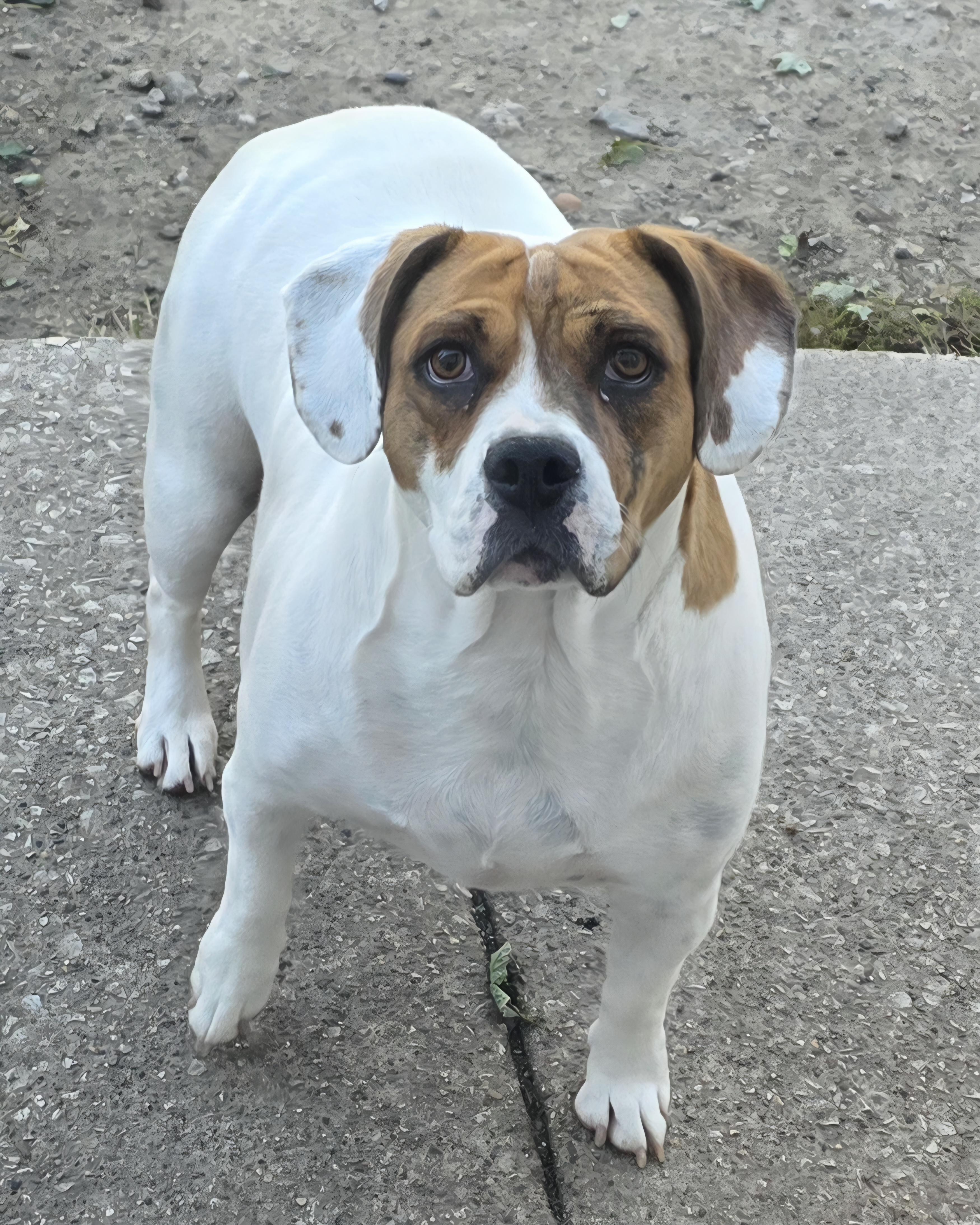 Hazel, Adoptable, Adult Female Beagle & Bulldog.