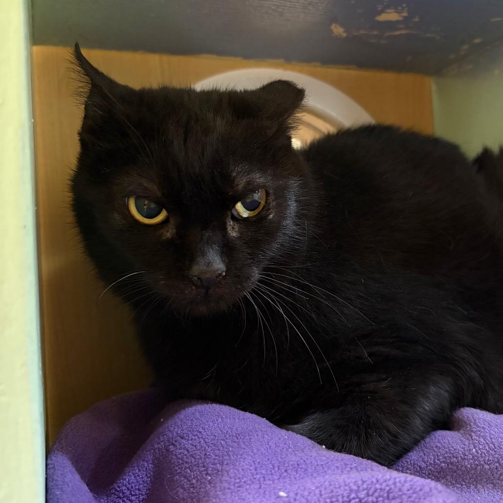 Olive, Adoptable, Senior Female Domestic Short Hair.