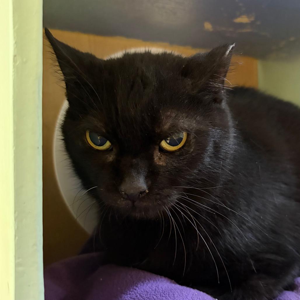 Enlarge Olive, a Adoptable Domestic Short Hair in Pittsburgh, PA image 2/5