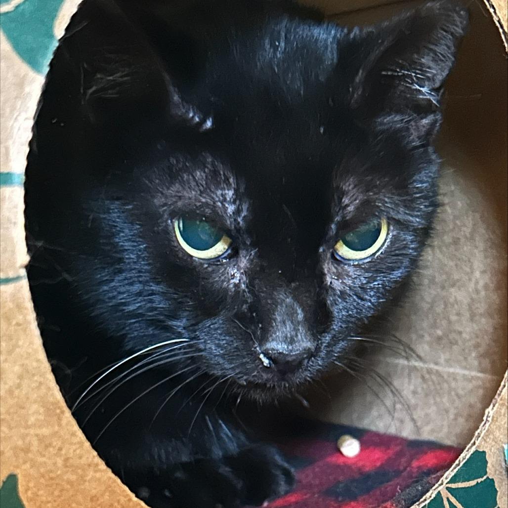 Enlarge Olive, a Adoptable Domestic Short Hair in Pittsburgh, PA image 3/5