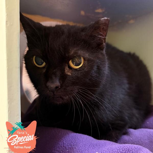 Enlarge Olive, a Adoptable Domestic Short Hair in Pittsburgh, PA image 4/5