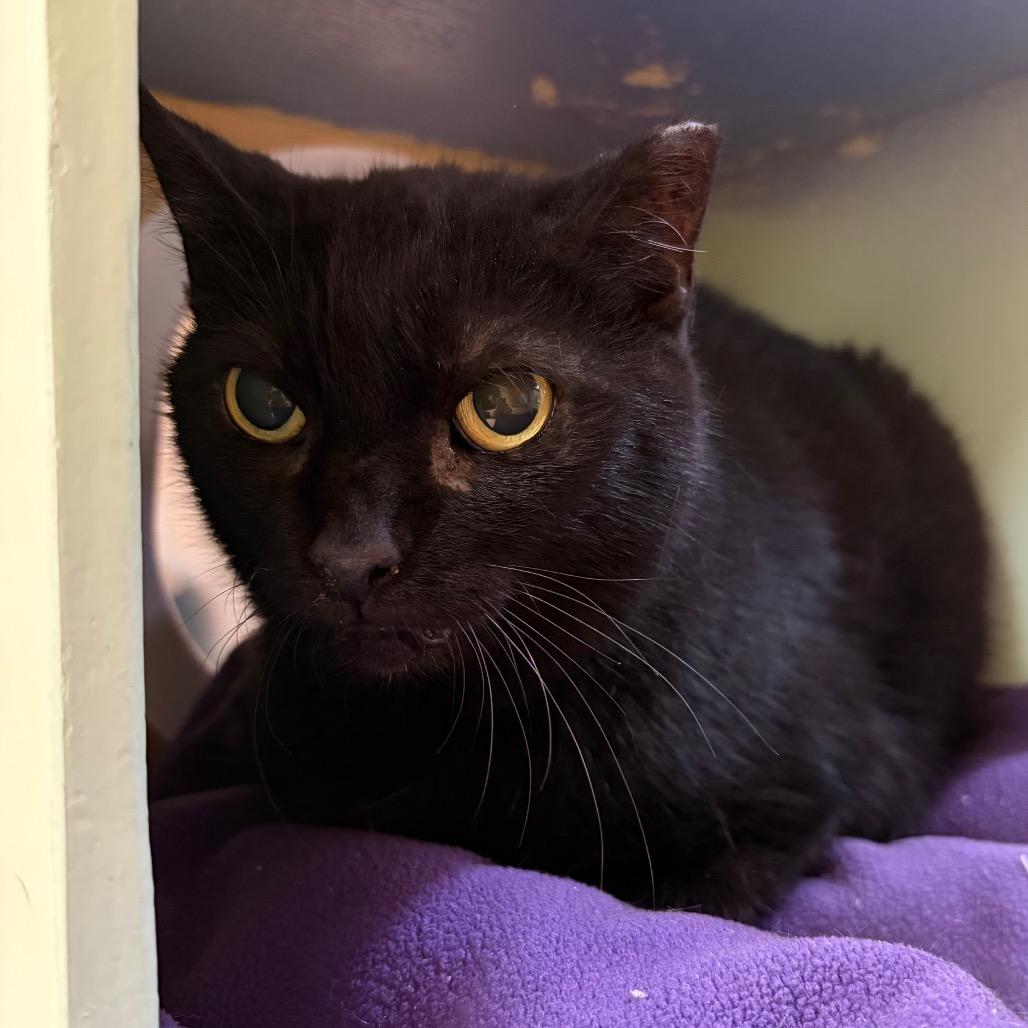 Enlarge Olive, a Adoptable Domestic Short Hair in Pittsburgh, PA image 5/5
