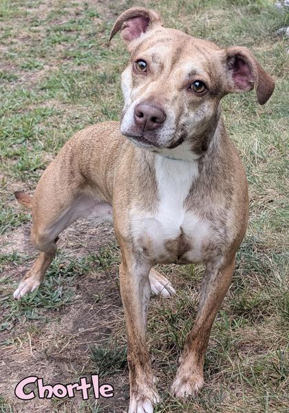 Chortle, a Adoptable mixed breed in Mason, MI image 1/2