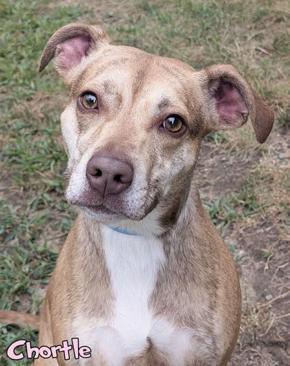 Chortle, a Adoptable mixed breed in Mason, MI image 2/2
