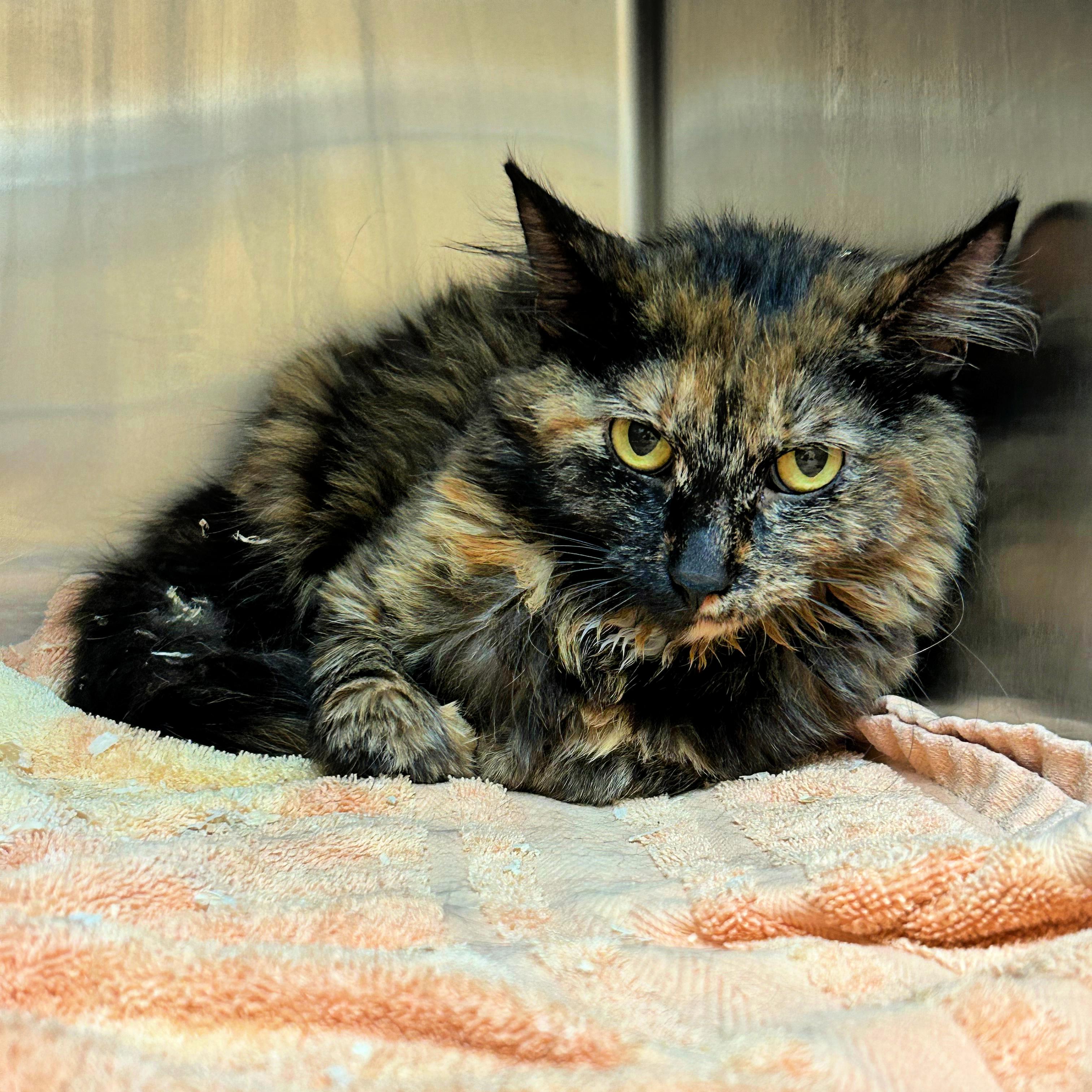 Enlarge Pinto, a ADOPTABLE mixed breed in Lindon, UT image 1/1