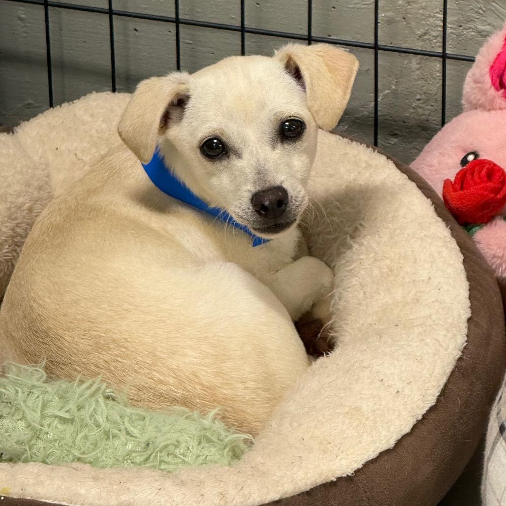 Enlarge Snow - 222661, a Adoptable Terrier in Victoria, BC image 1/2