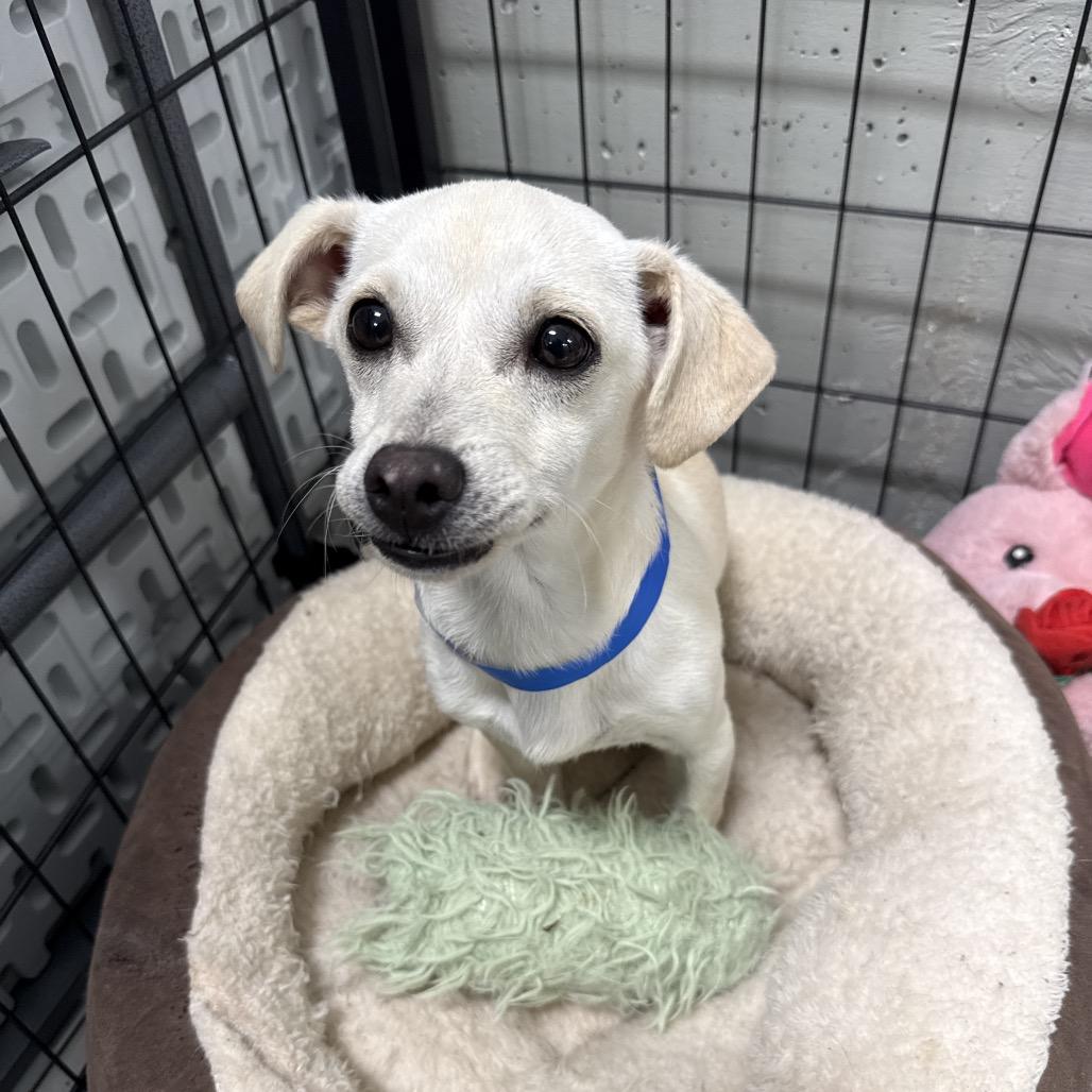 Enlarge Snow - 222661, a Adoptable Terrier in Victoria, BC image 2/2