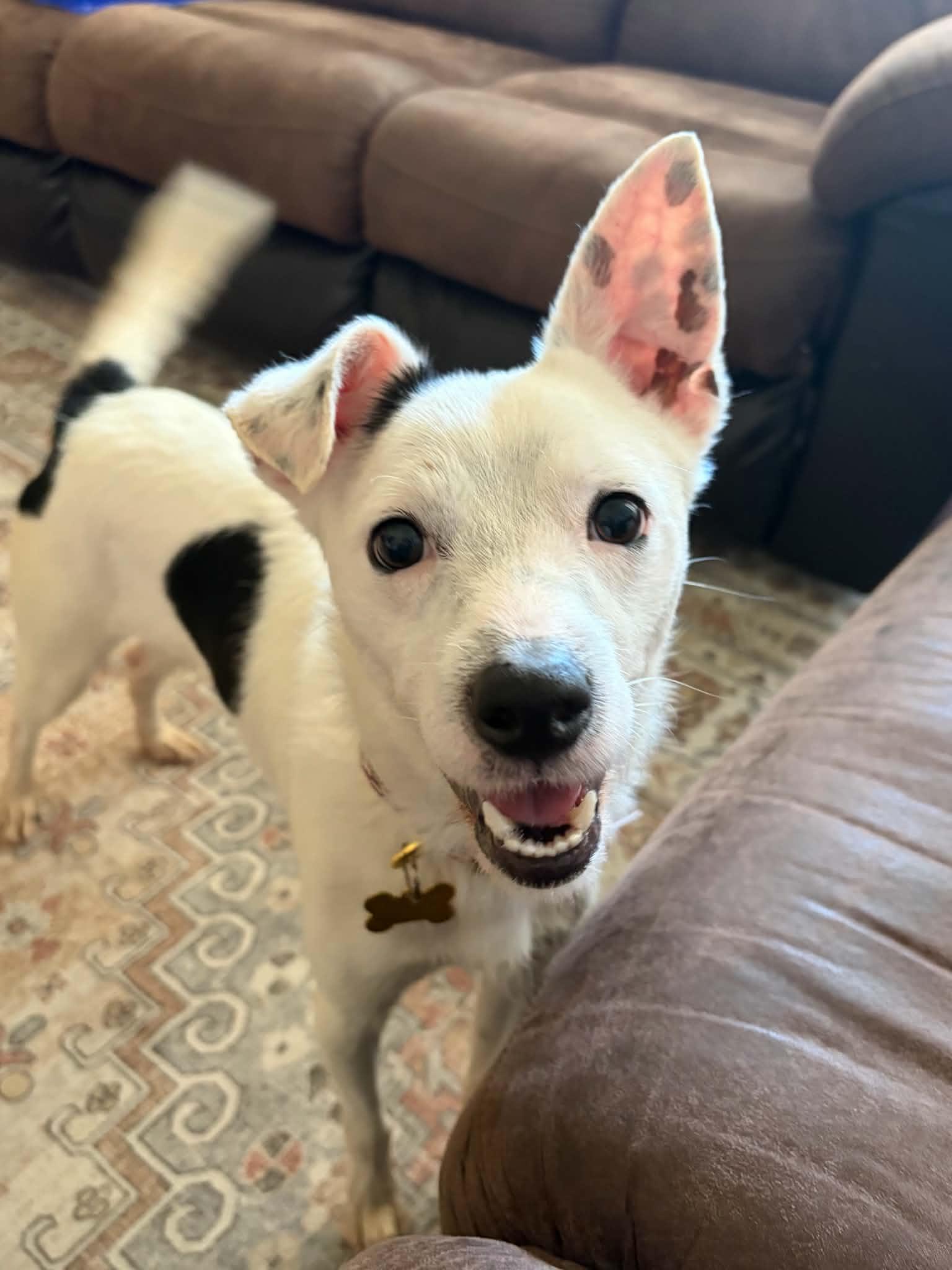 Ziggy, Adoptable, Young Male Chihuahua & Jack Russell Terrier.