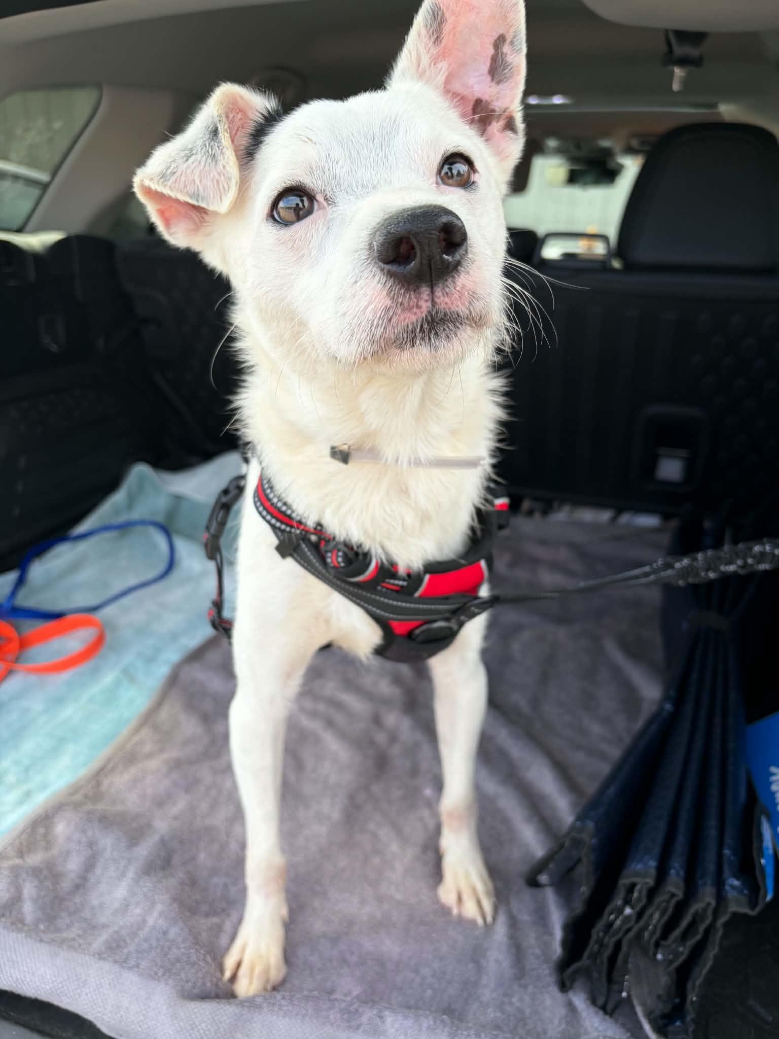 Enlarge Ziggy, a Adoptable mixed breed in Albany, NY image 4/6