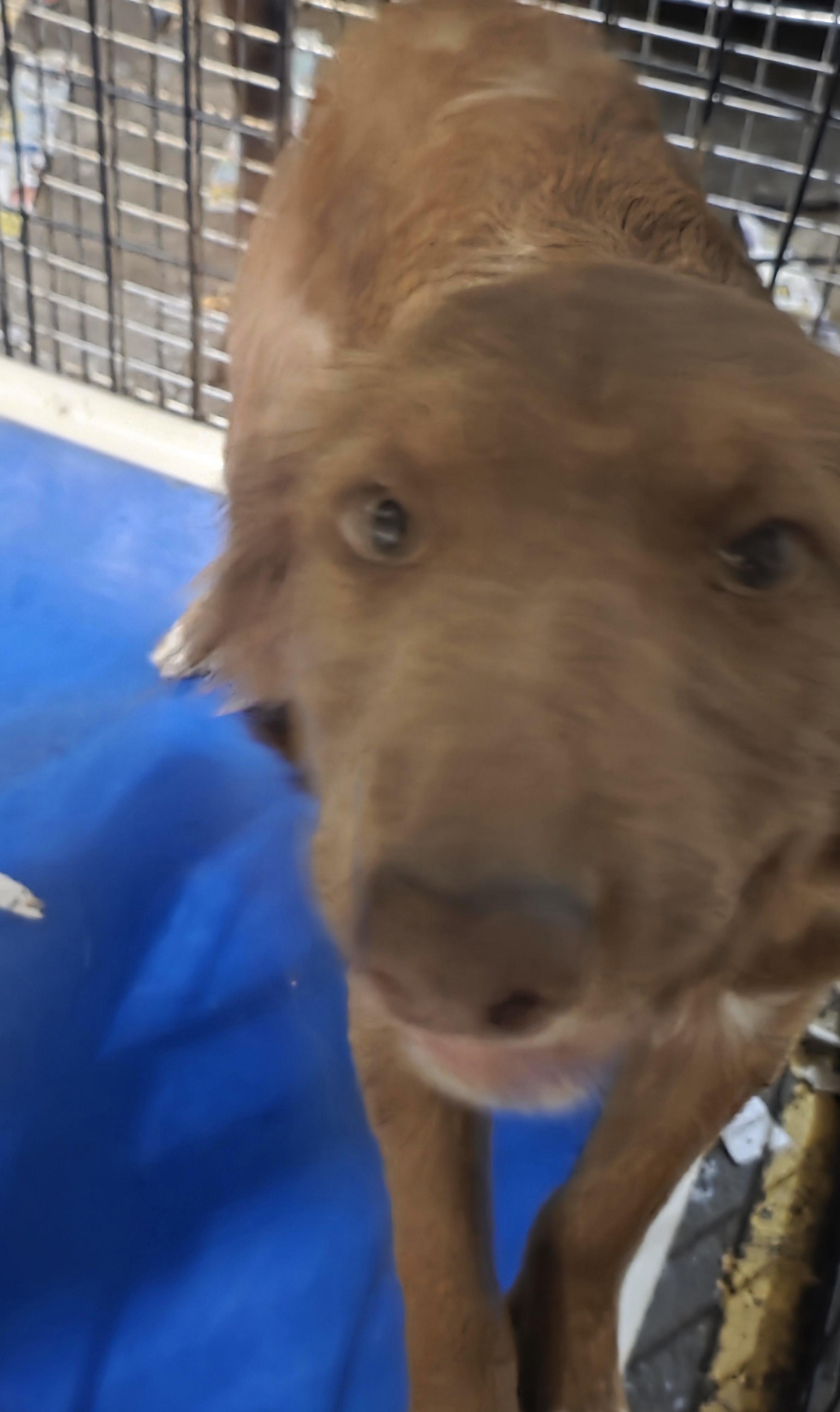 Enlarge Potato, a Adoptable Mixed Breed in Billings, MT image 3/3