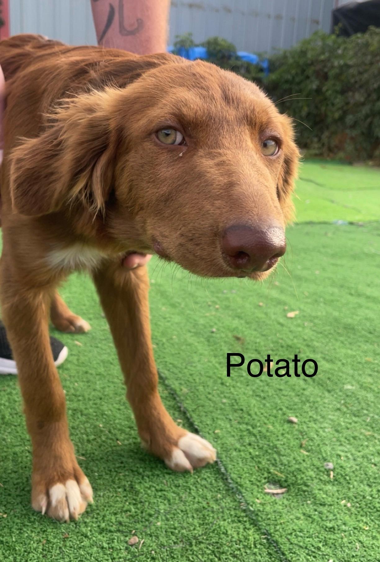 Potato, Adoptable, Young Male Mixed Breed.