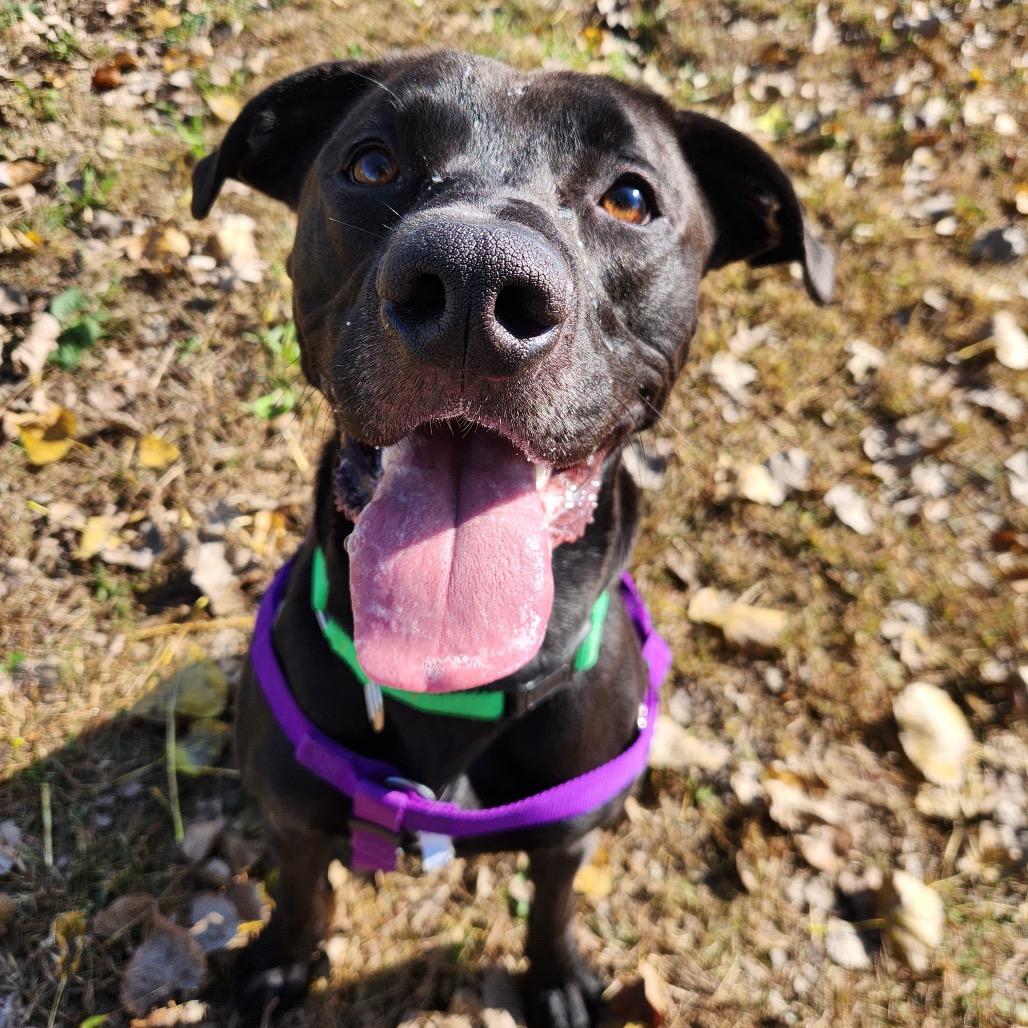 Enlarge Obie, a Adoptable mixed breed in Mankato, MN image 1/6