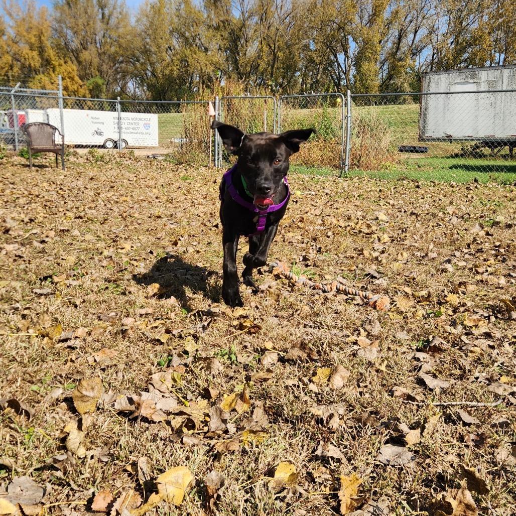 Enlarge Obie, a Adoptable mixed breed in Mankato, MN image 3/6
