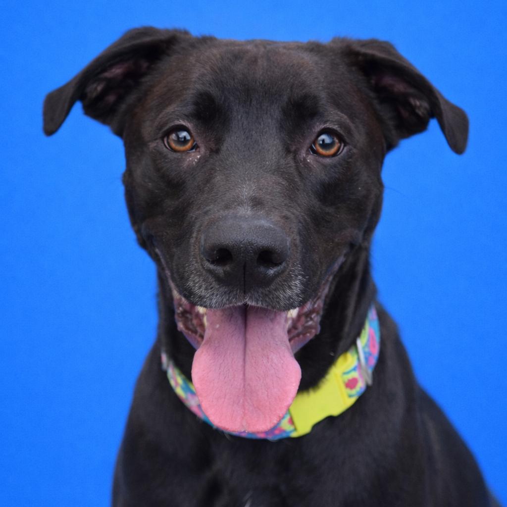 Enlarge Obie, a Adoptable mixed breed in Mankato, MN image 3/6