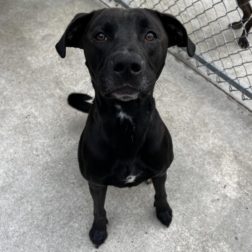 Enlarge Obie, a Adoptable mixed breed in Mankato, MN image 4/6