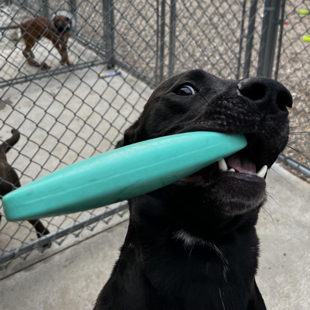 Enlarge Obie, a Adoptable mixed breed in Mankato, MN image 5/6