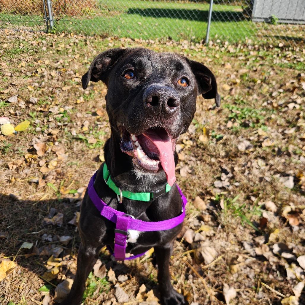 Enlarge Obie, a Adoptable mixed breed in Mankato, MN image 6/6