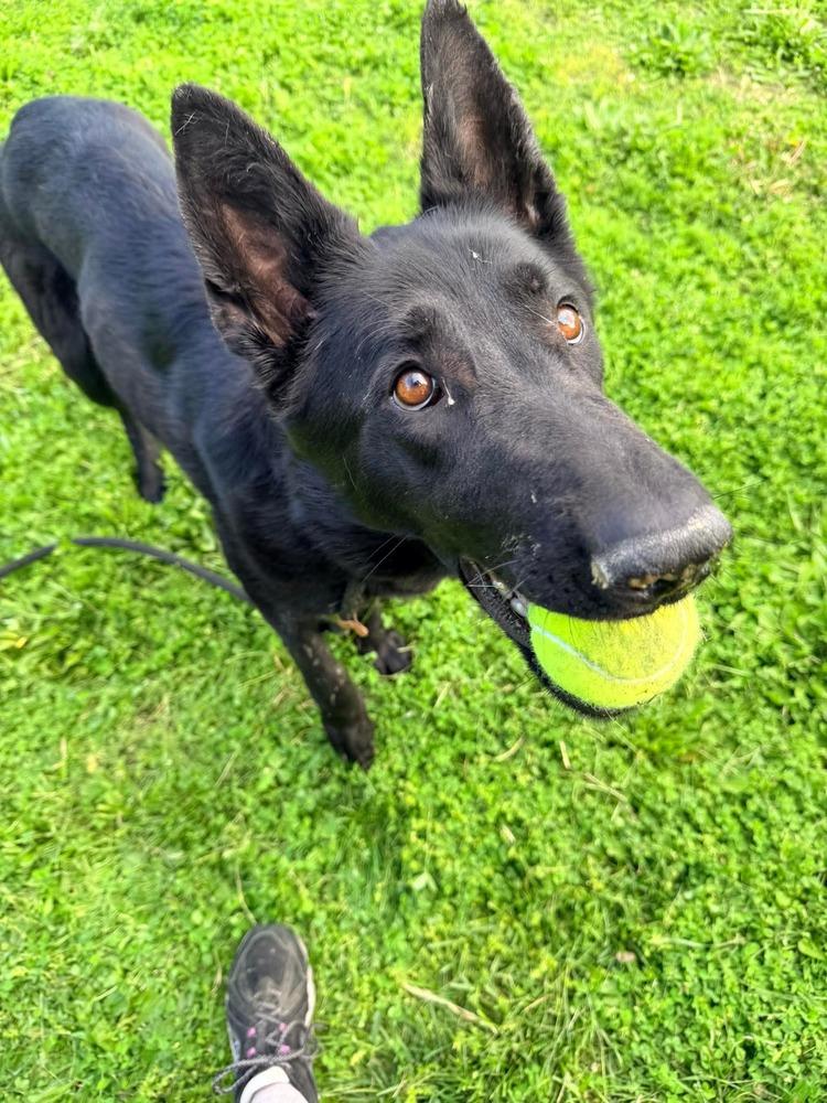 Javier, Adoptable, Young Female German Shepherd Dog.