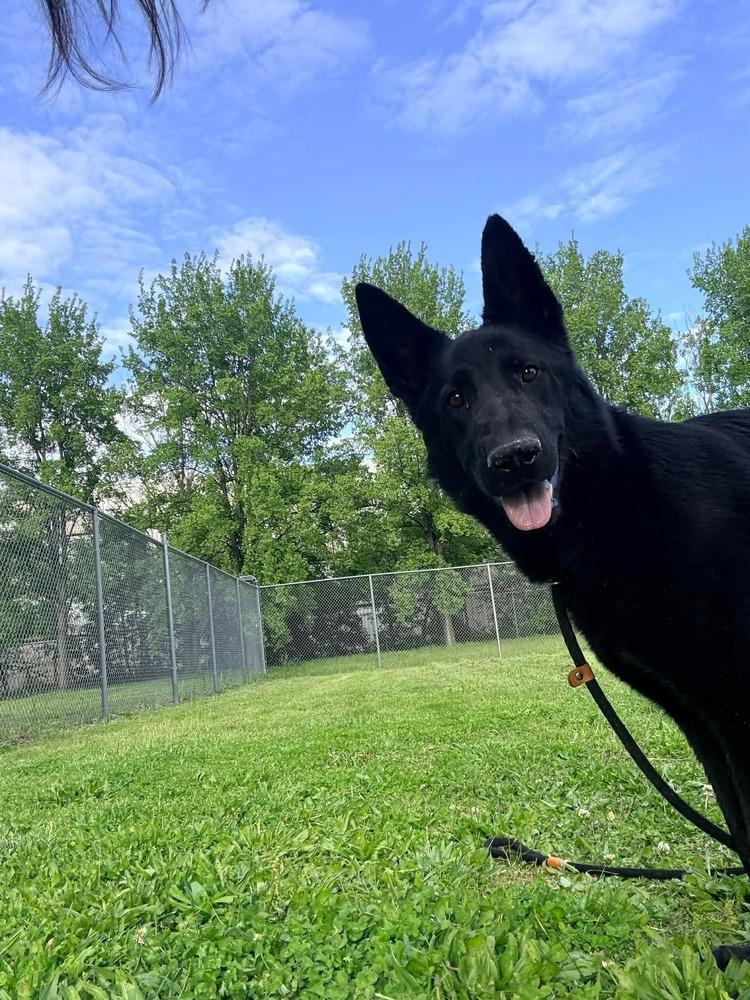 Javier, a Adoptable German Shepherd Dog in Suamico, WI image 2/3