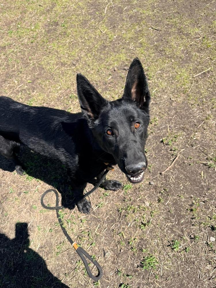 Javier, a Adoptable German Shepherd Dog in Suamico, WI image 3/3
