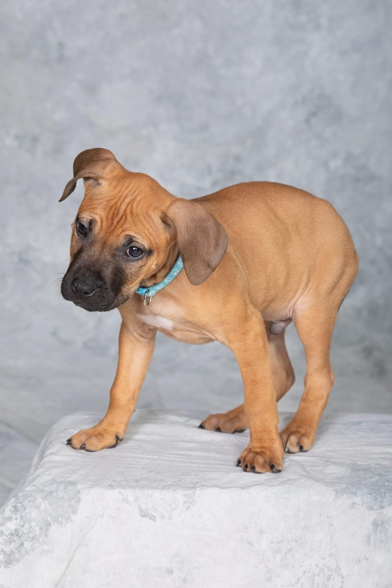 Enlarge Hawk, a ADOPTABLE mixed breed in Oceanport, NJ image 4/6