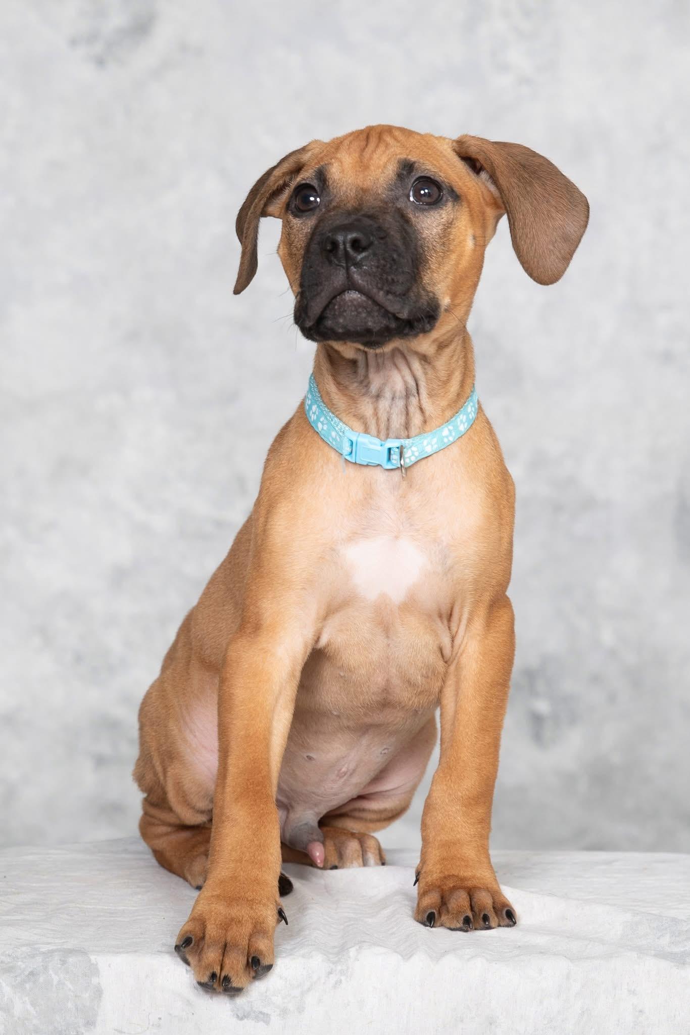 Hawk, ADOPTABLE, Puppy Male Pit Bull Terrier & American Staffordshire Terrier.