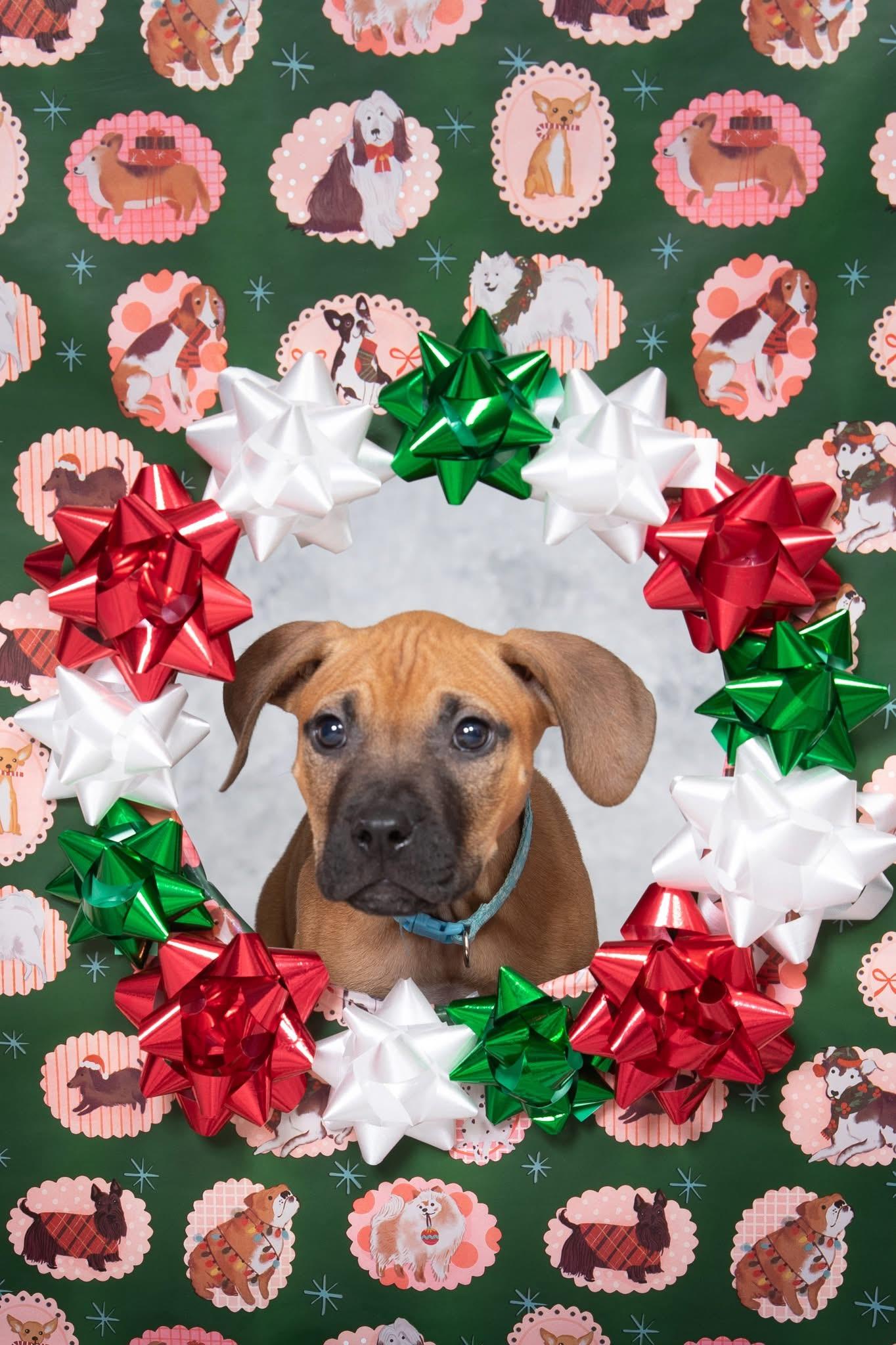 Enlarge Hawk, a ADOPTABLE mixed breed in Oceanport, NJ image 3/6