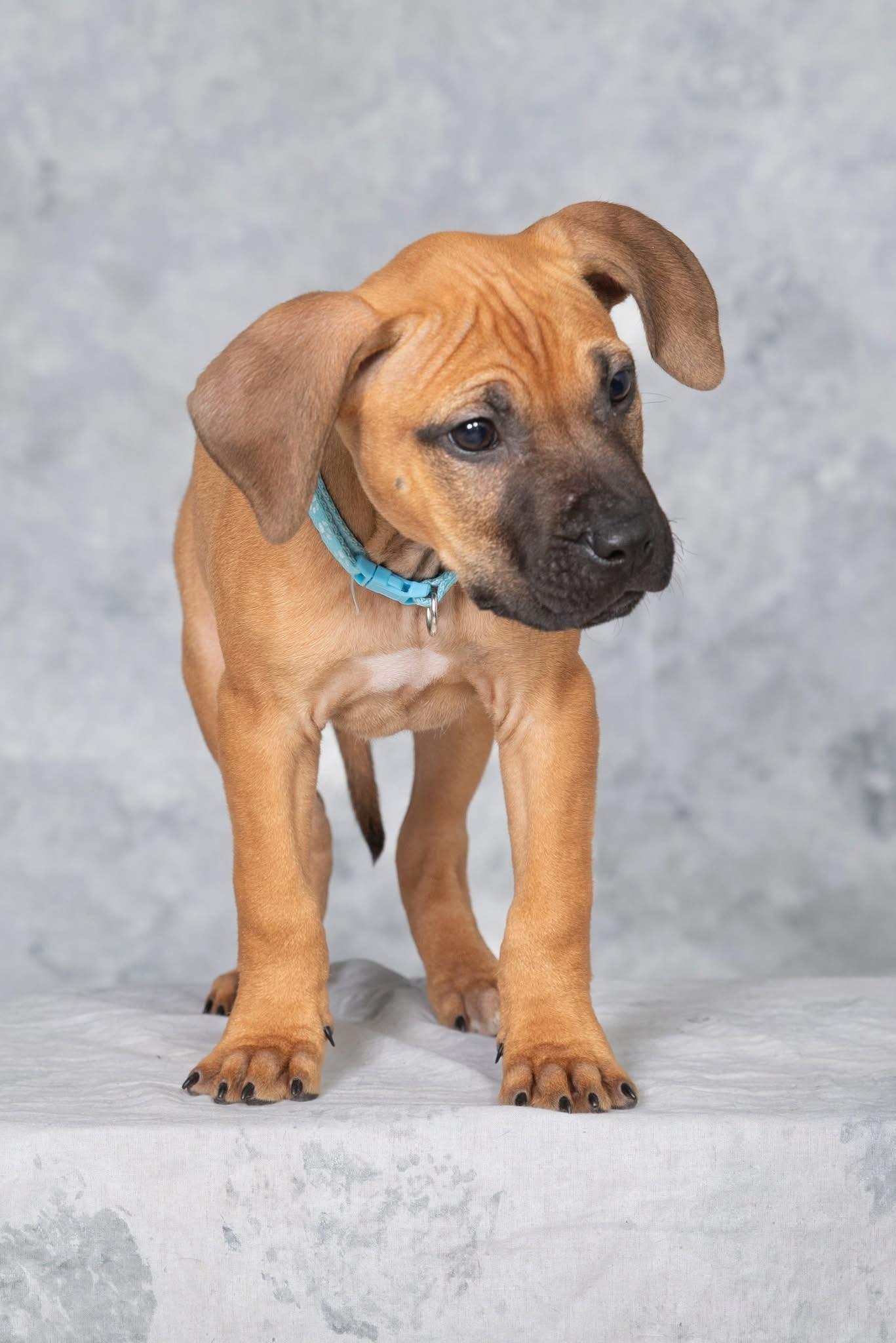 Enlarge Hawk, a ADOPTABLE mixed breed in Oceanport, NJ image 2/6