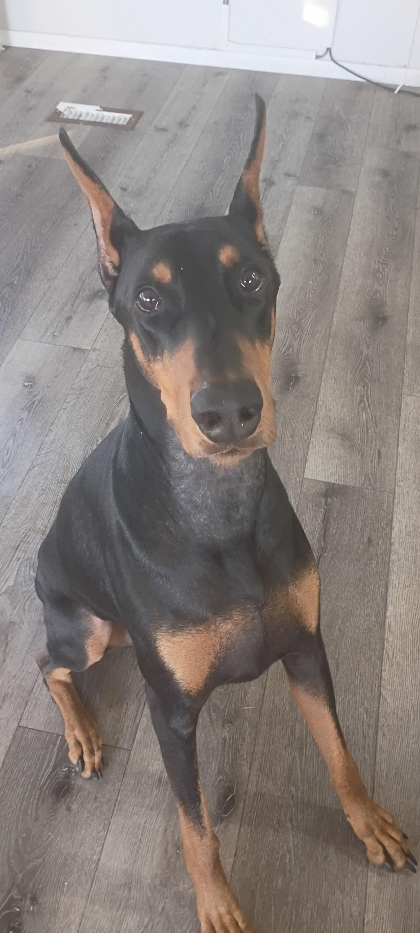 Enlarge Joey, a ADOPTABLE Doberman Pinscher in Spring Valley, CA image 1/2