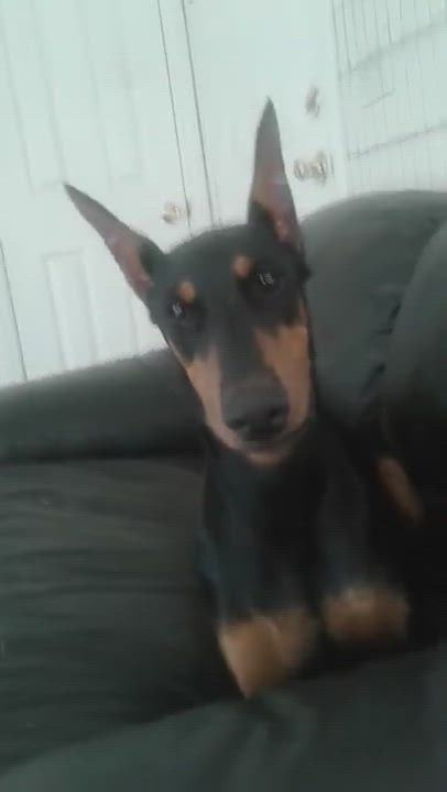 Enlarge Joey, a ADOPTABLE Doberman Pinscher in Spring Valley, CA video 2/2