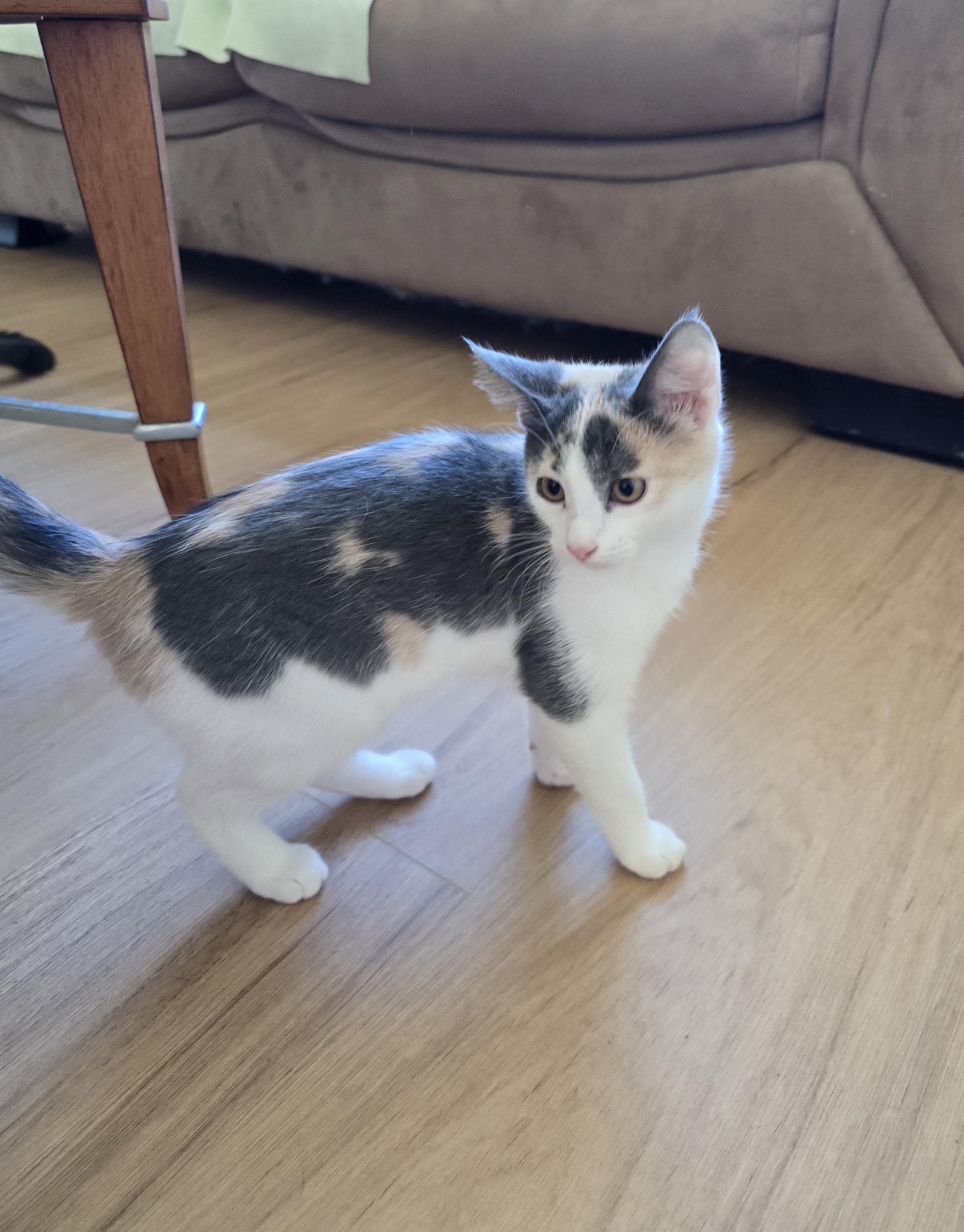 Enlarge Zola - Adoption Pending, a ADOPTABLE Domestic Short Hair in Fargo, ND image 4/4
