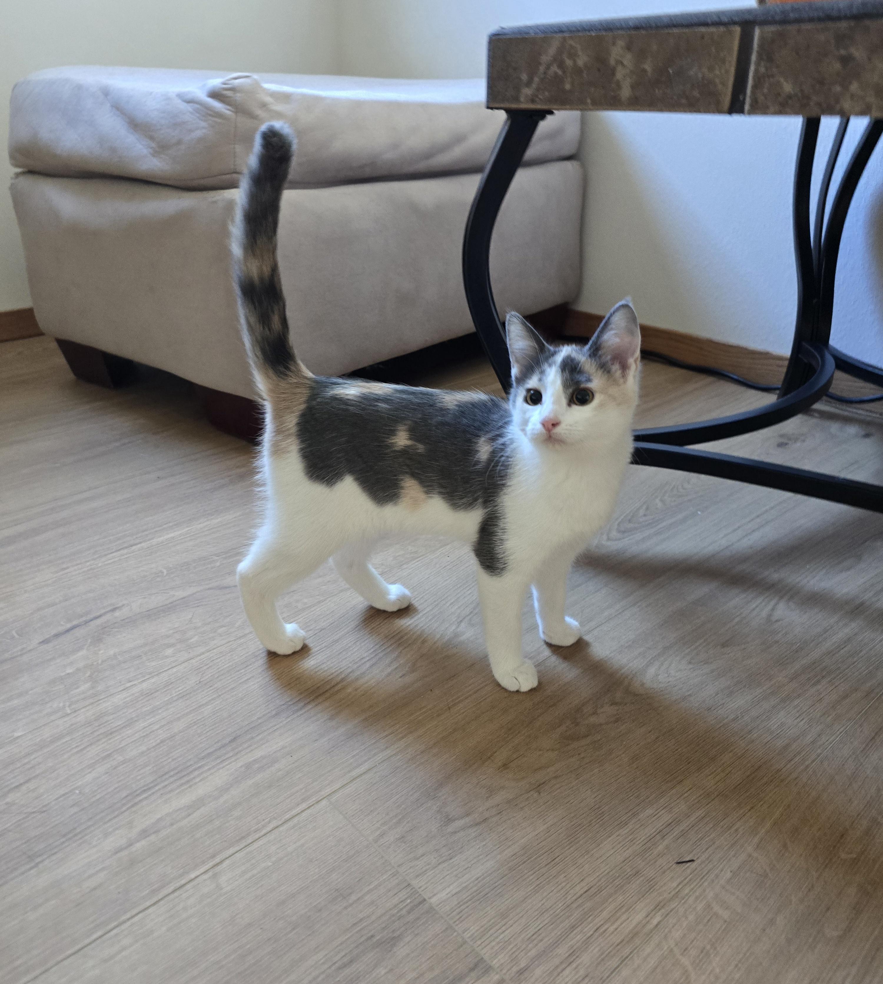 Enlarge Zola - Adoption Pending, a ADOPTABLE Domestic Short Hair in Fargo, ND image 2/4