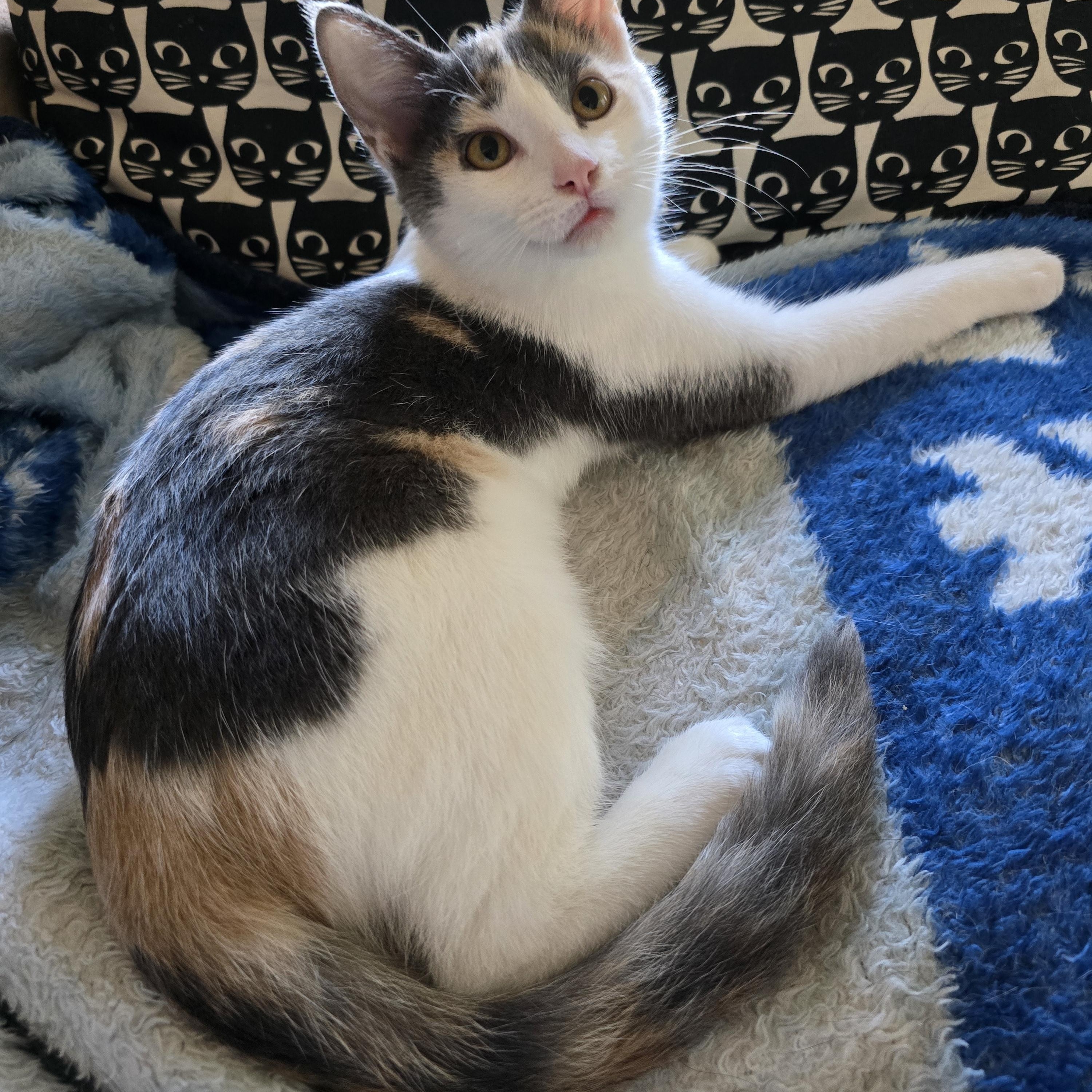 Zola - Adoption Pending, ADOPTABLE, Kitten Female Domestic Short Hair.