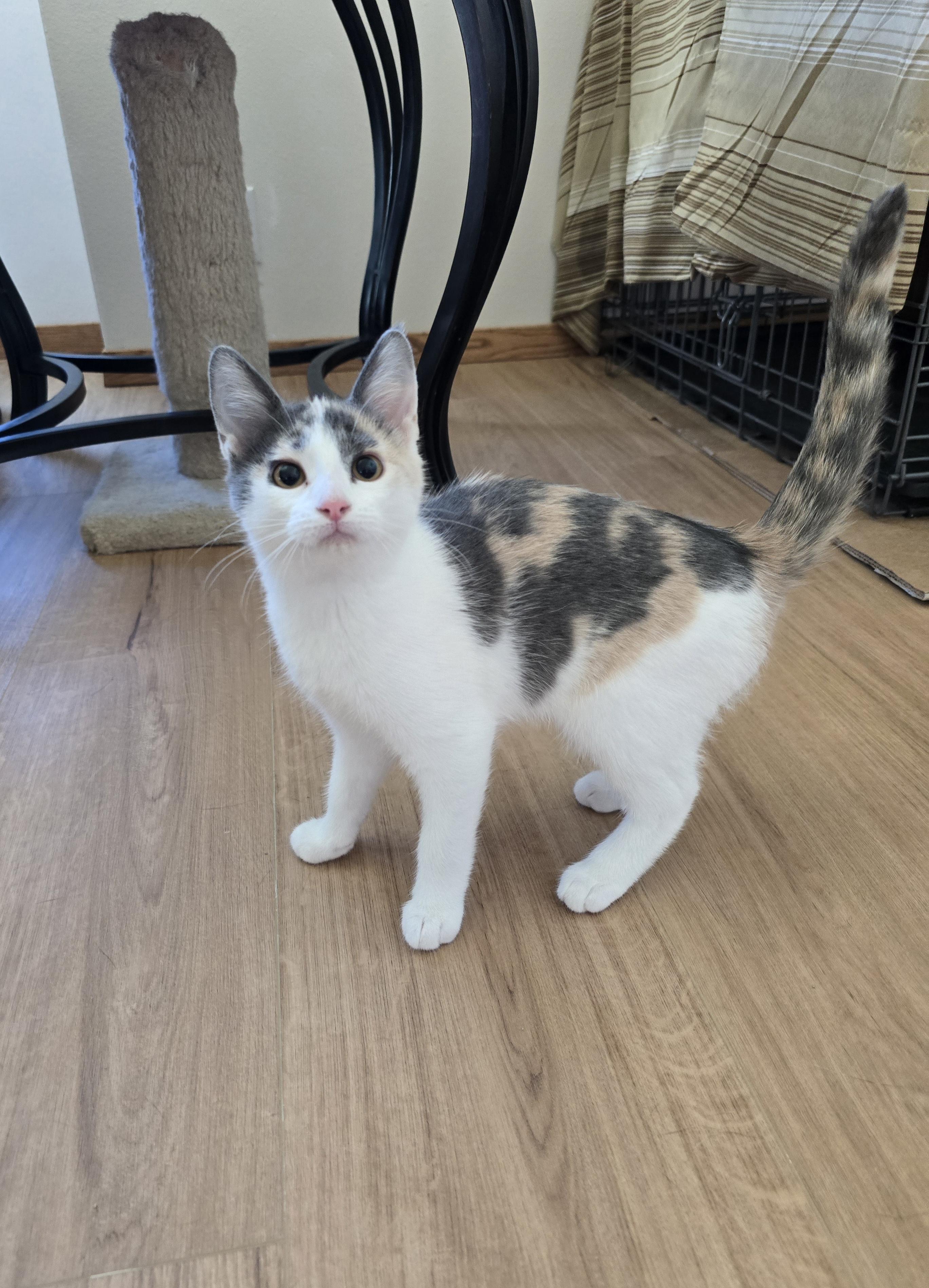 Enlarge Zola - Adoption Pending, a ADOPTABLE Domestic Short Hair in Fargo, ND image 3/4