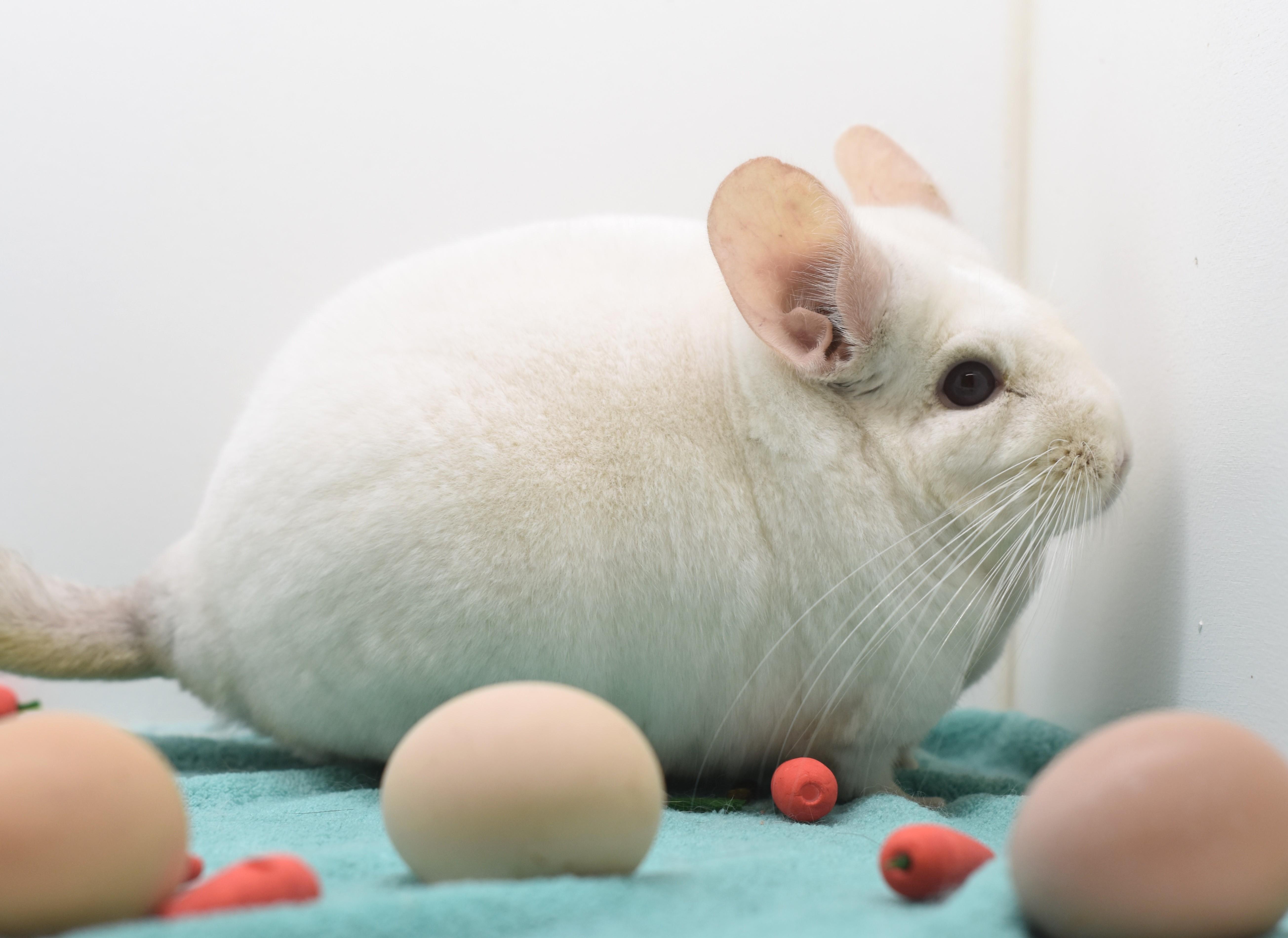 Enlarge Alex, a ADOPTABLE Chinchilla in Wolcott, IN image 2/3