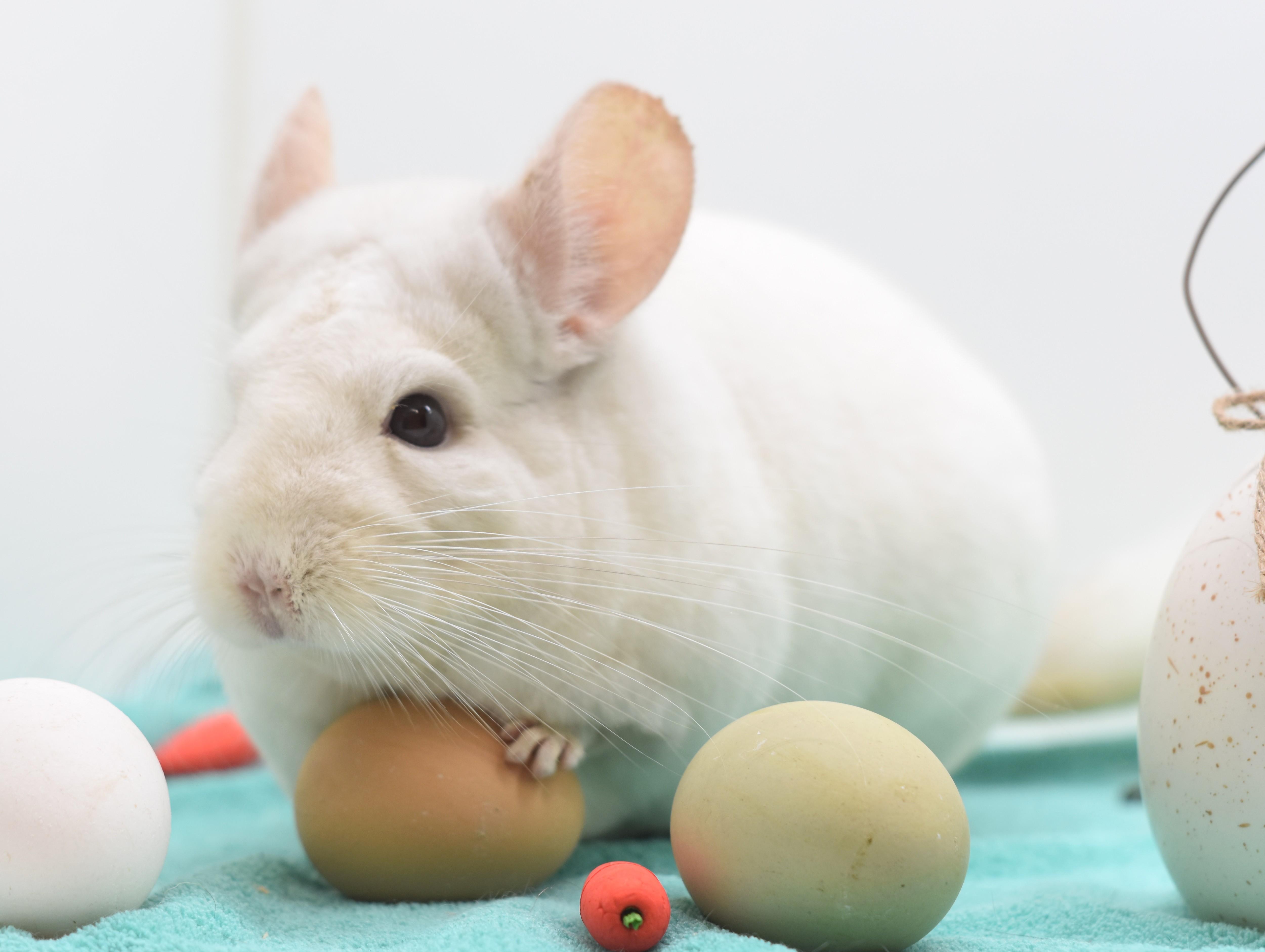 Enlarge Alex, a ADOPTABLE Chinchilla in Wolcott, IN image 1/3