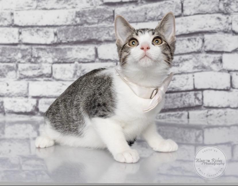Enlarge Earl, a Adoptable mixed breed in Northport, AL image 4/6
