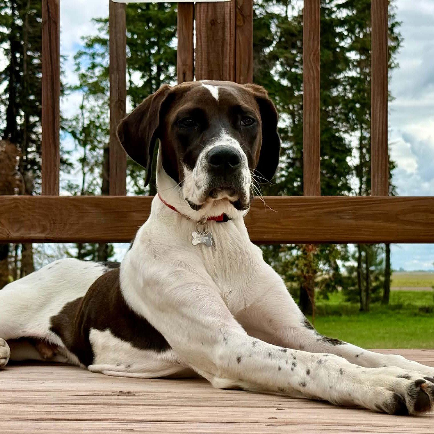Enlarge Walkman, a Adoptable mixed breed in Fargo, ND image 1/3