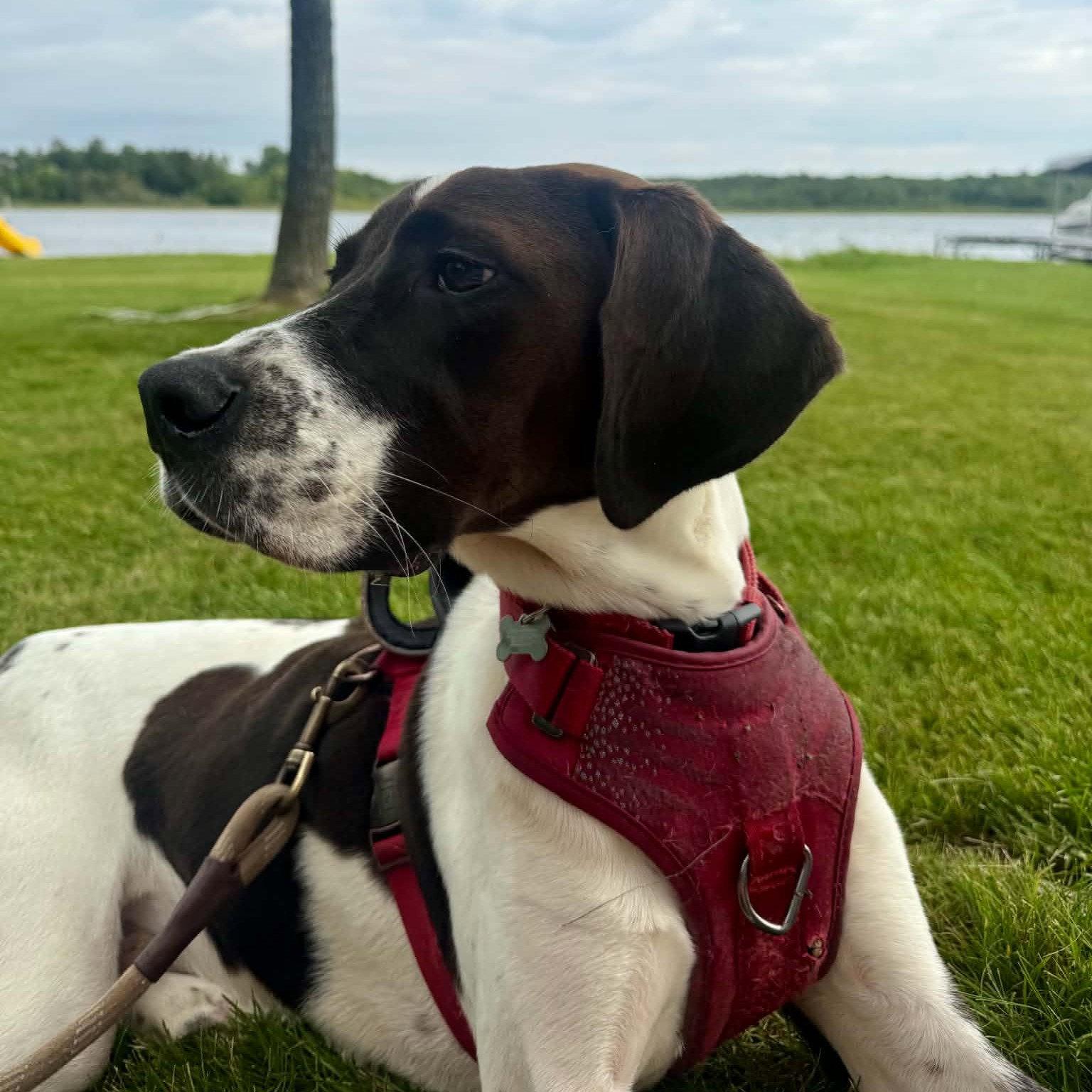 Enlarge Walkman, a Adoptable mixed breed in Fargo, ND image 2/3