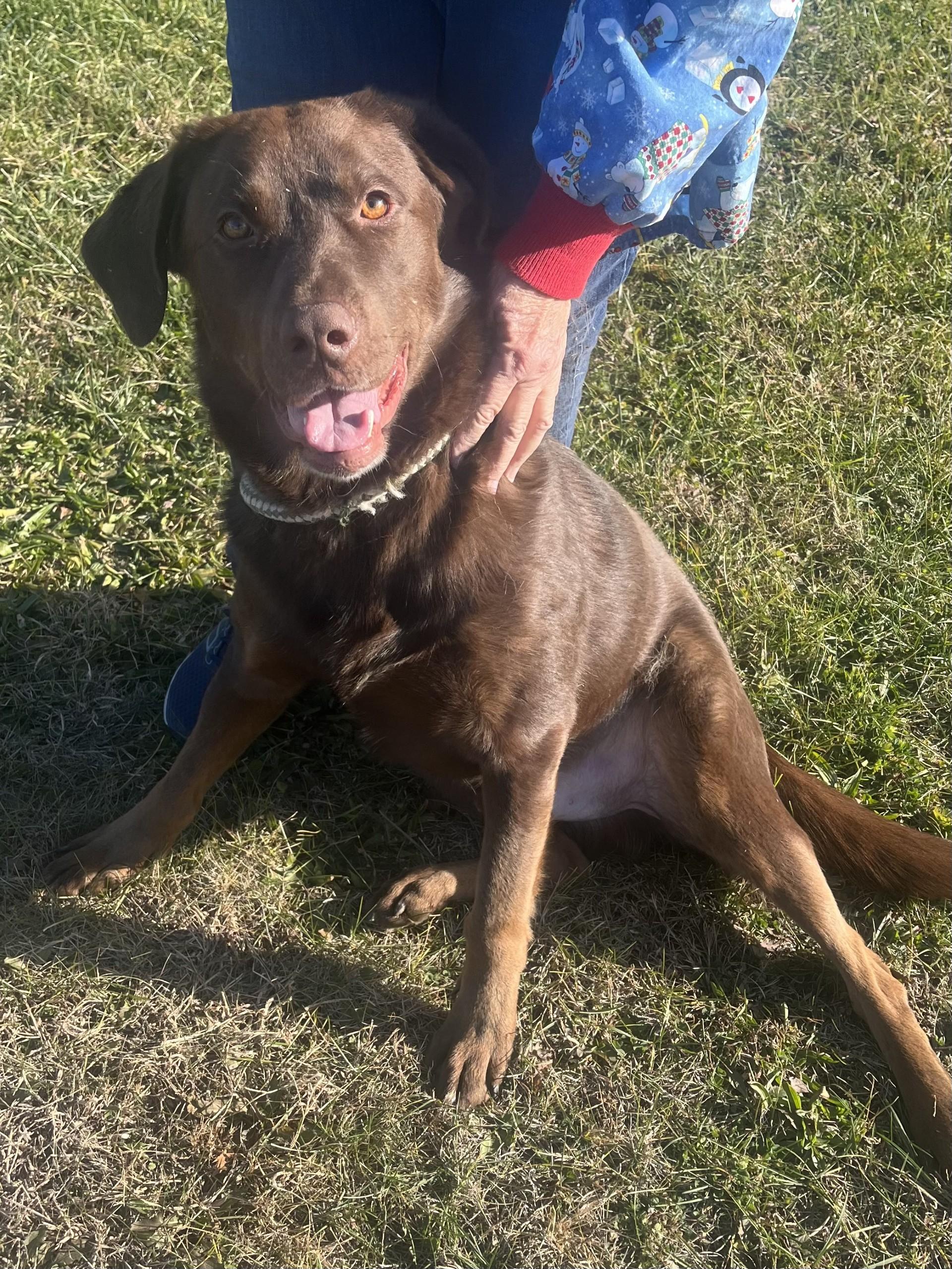 Groundhog, adopted, Adult Male Labrador Retriever.