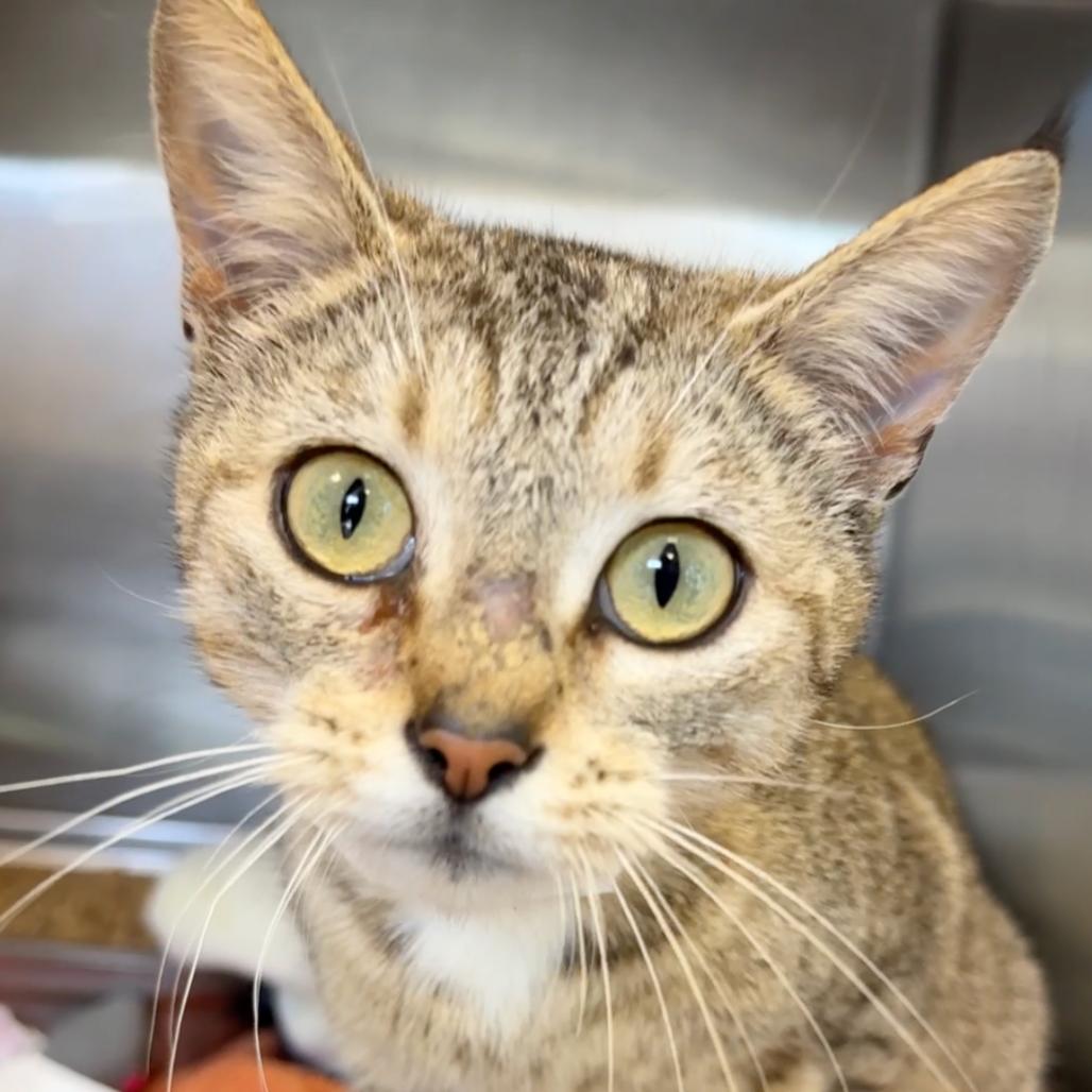 Halo — thumbnail 2