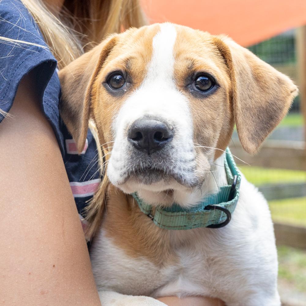 Mikie (Male), a Adoptable mixed breed in West Grove, PA image 1/6