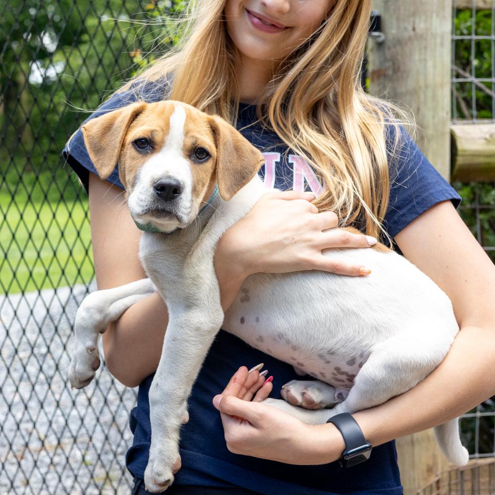 Mikie (Male), a Adoptable mixed breed in West Grove, PA image 2/6