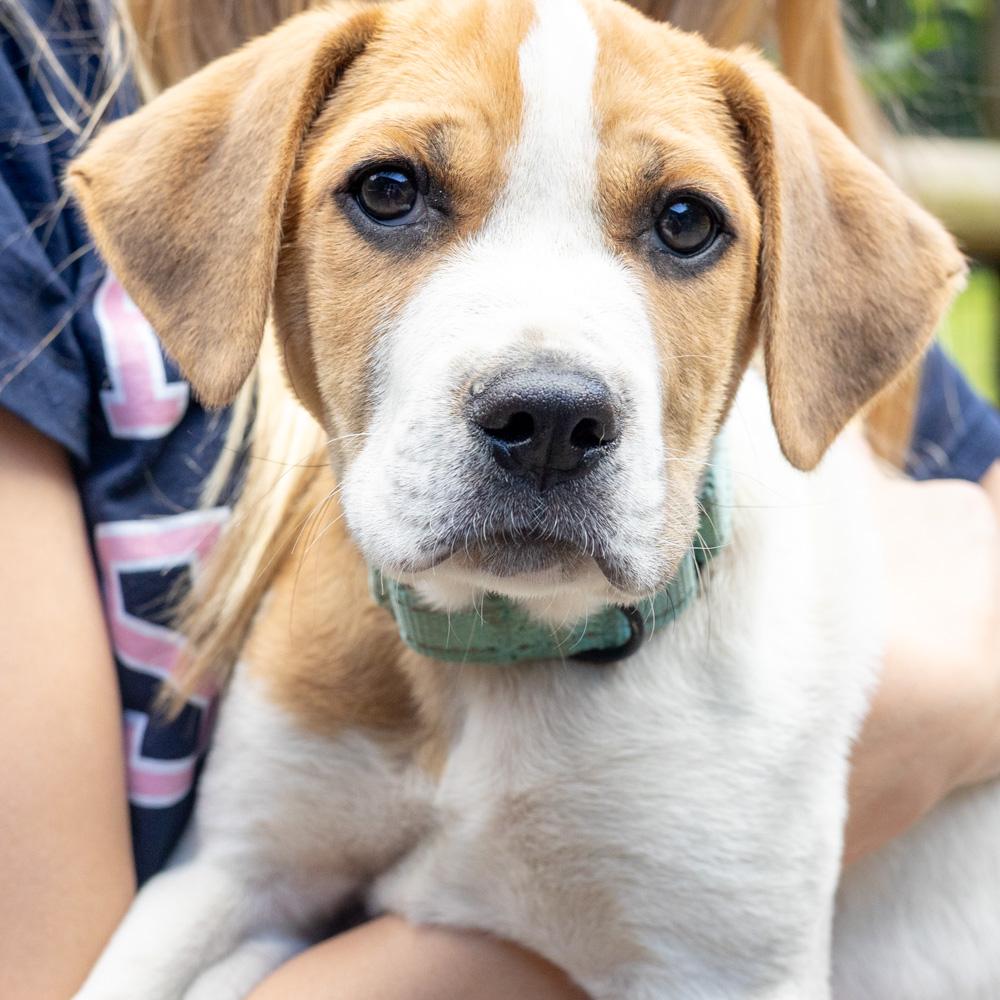 Mikie (Male), a Adoptable mixed breed in West Grove, PA image 5/6