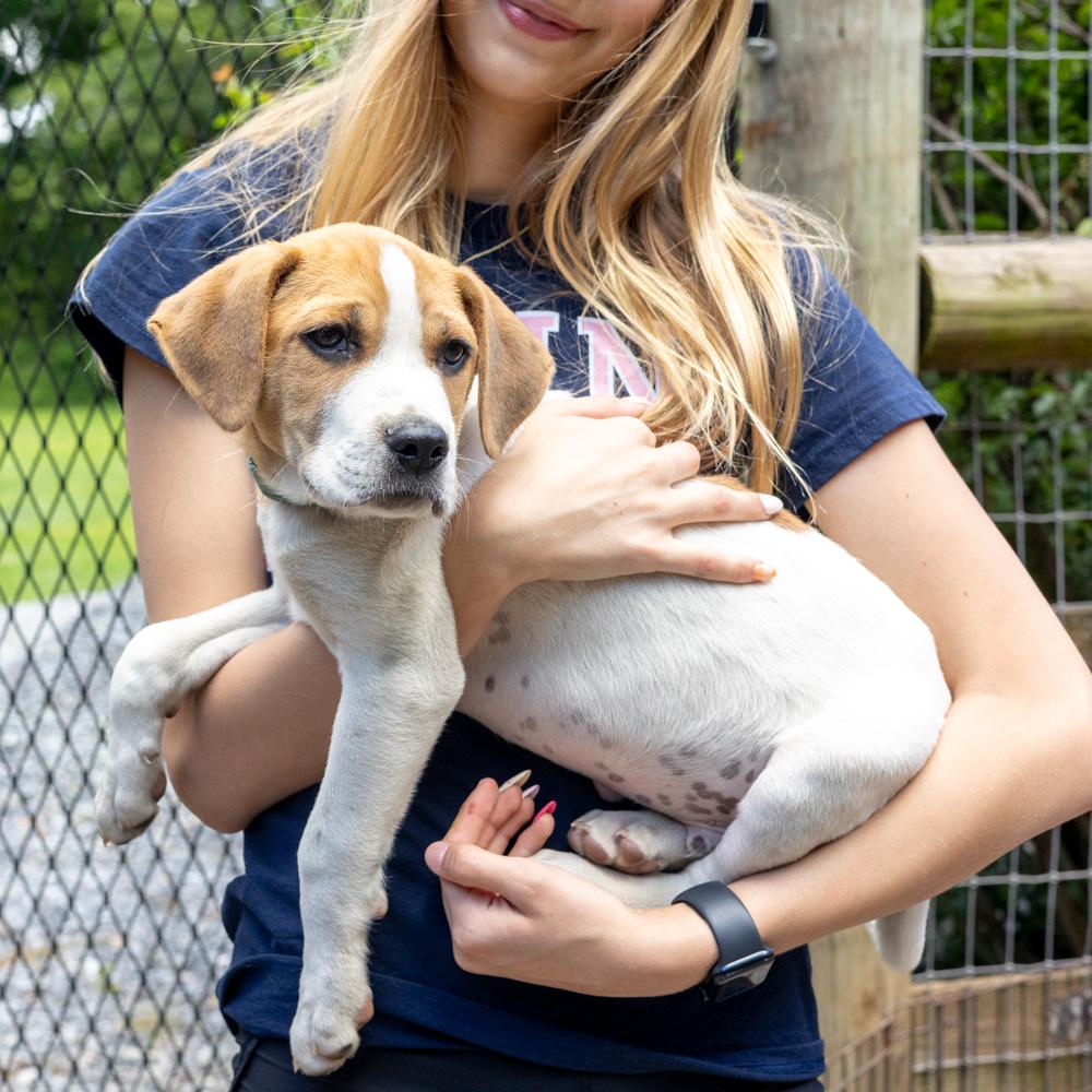 Mikie (Male), a Adoptable mixed breed in West Grove, PA image 6/6
