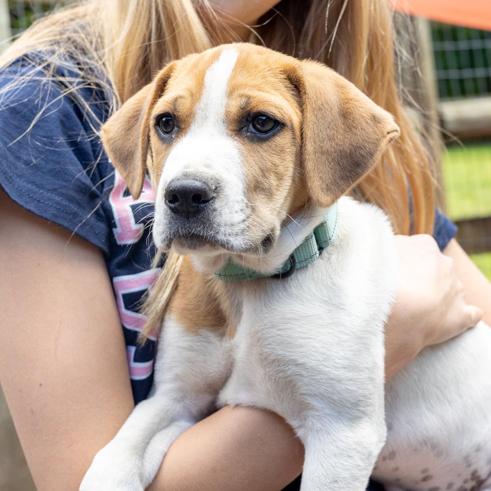 Mikie (Male), a Adoptable mixed breed in West Grove, PA image 3/6