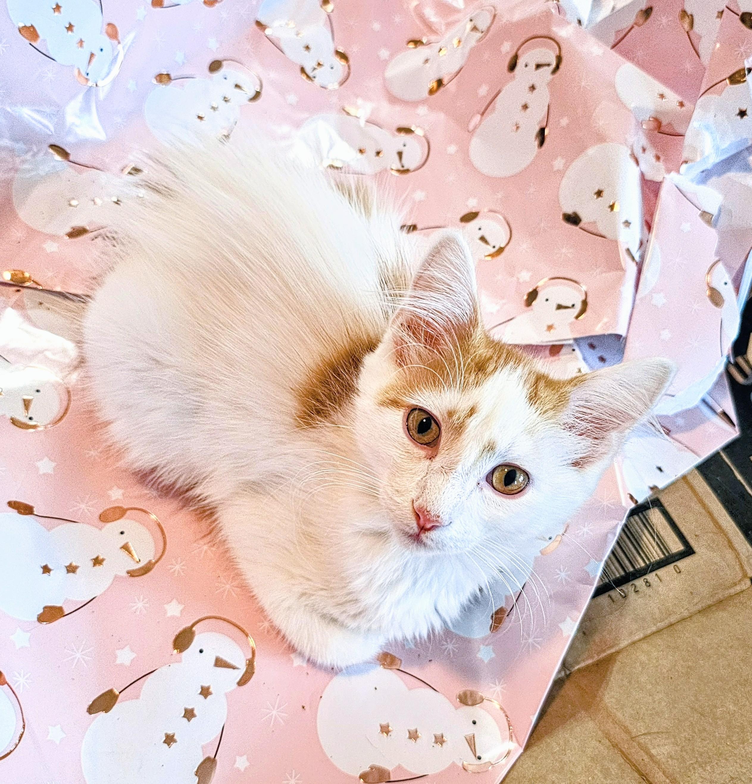 Peter, ADOPTABLE, Young Male Domestic Long Hair.